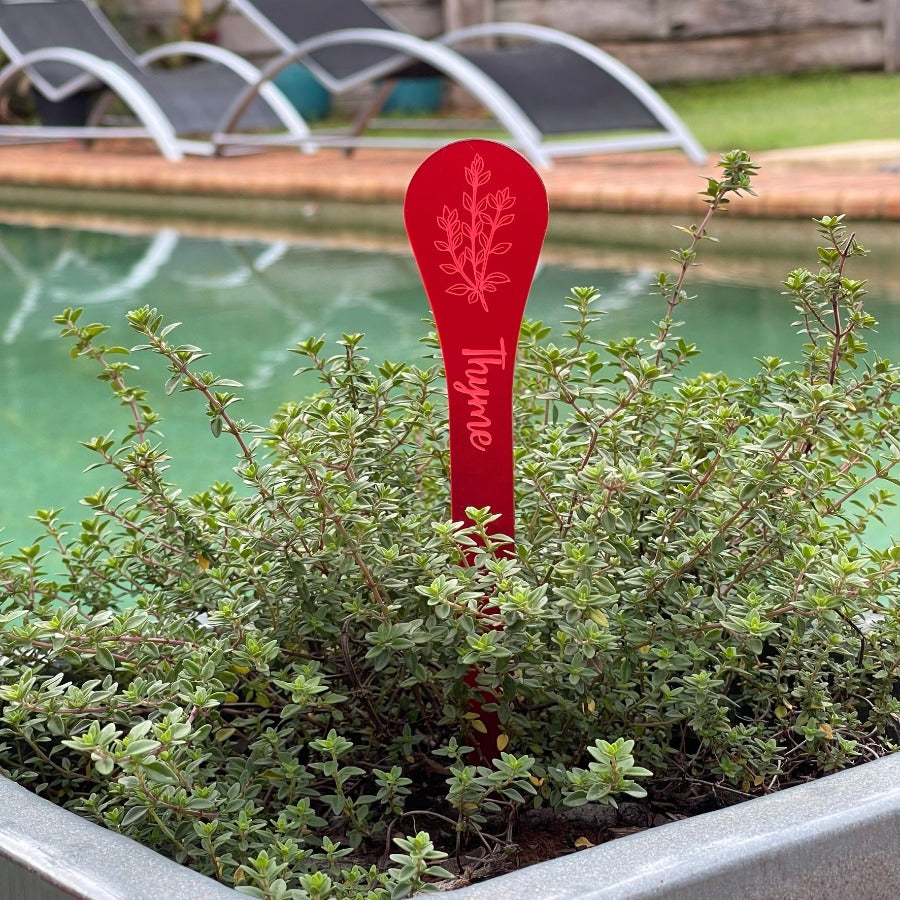 red Thyme herb sign in a plant